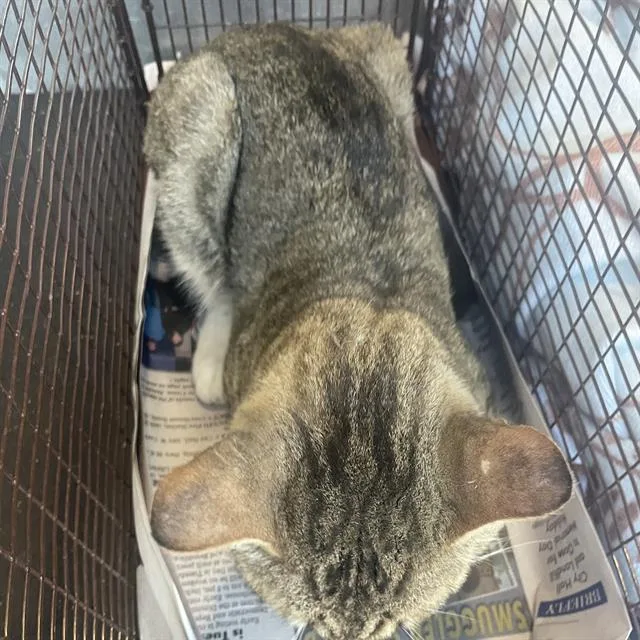 A young small-sized male Domestic Short Hair cat named Marty Mcfeline for adoption in San Antonio, TX