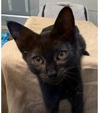 Elvira