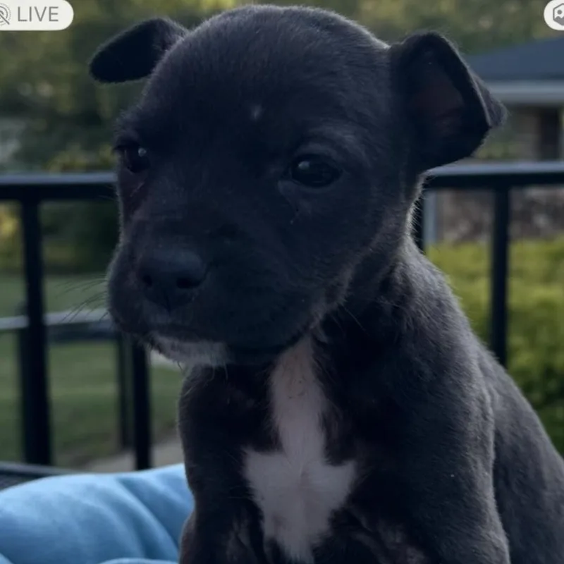 A baby medium-sized female Gray / Blue / Silver Labrador Retriever dog named Holli for adoption in Parma, OH