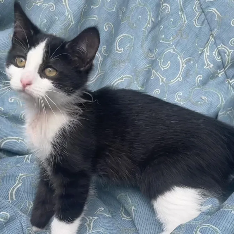A baby small-sized female Black Domestic Short Hair cat named CiaoBella for adoption in Grand Rapids, MN