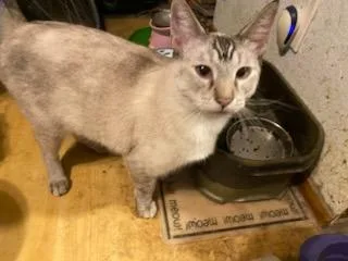 An adult medium-sized female Siamese cat named Abby for adoption in San Jose, CA