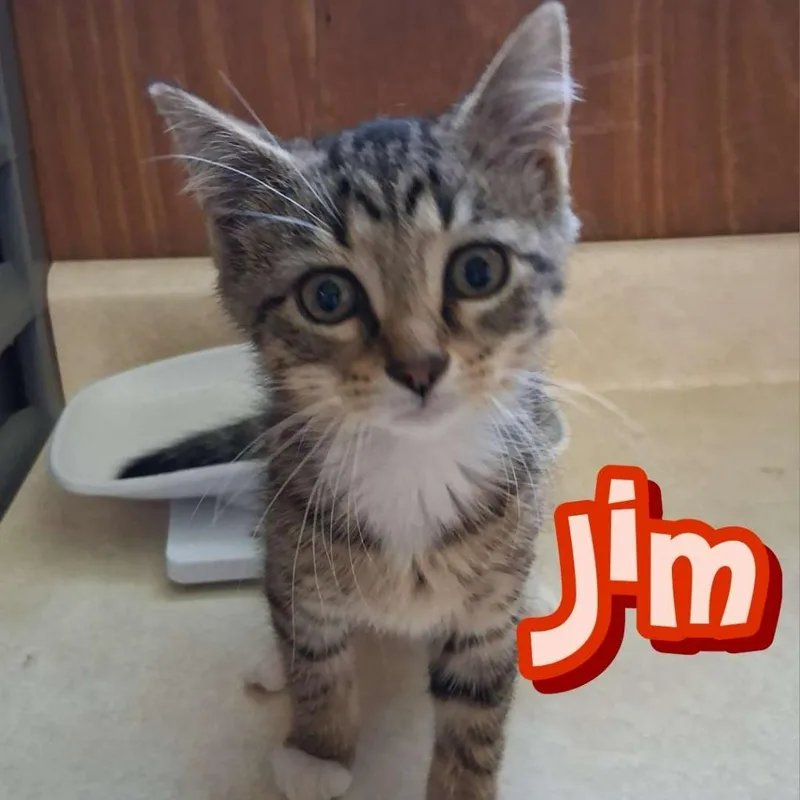 A baby small-sized male Domestic Short Hair cat named Jim for adoption in Hillsboro, OH