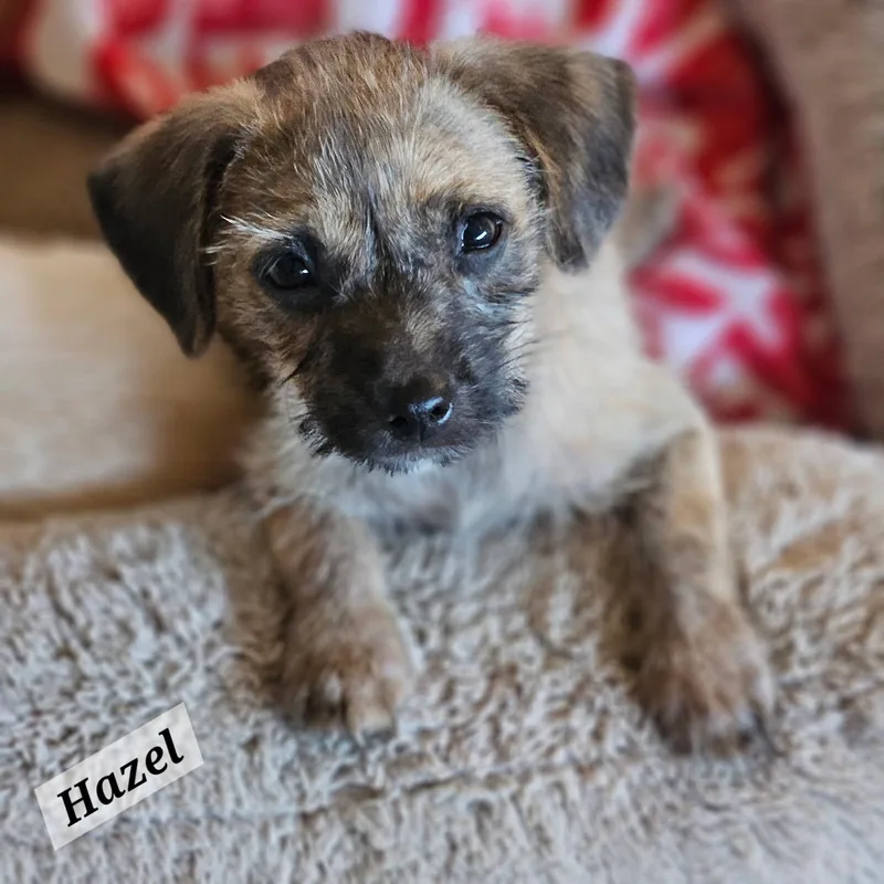 Hazel