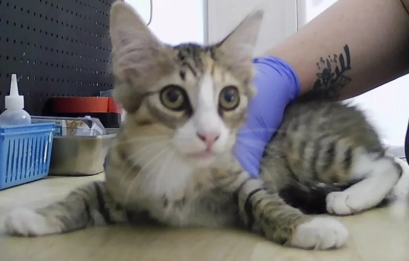 A baby small-sized female Domestic Short Hair cat named Brooklyn for adoption in Anoka, MN