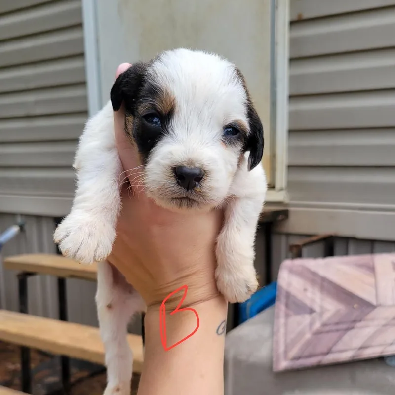 Scout