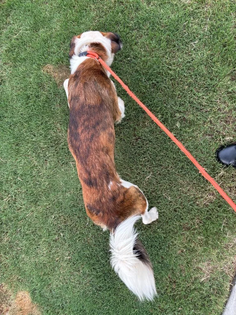 A young medium-sized male Mixed Breed dog named Chimichanga for adoption in Douglasville, GA