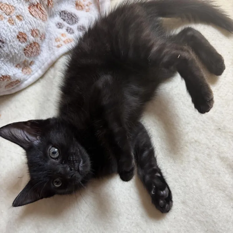 A baby small-sized female Black Domestic Short Hair cat named Mewgonagal for adoption in Fayetteville, GA