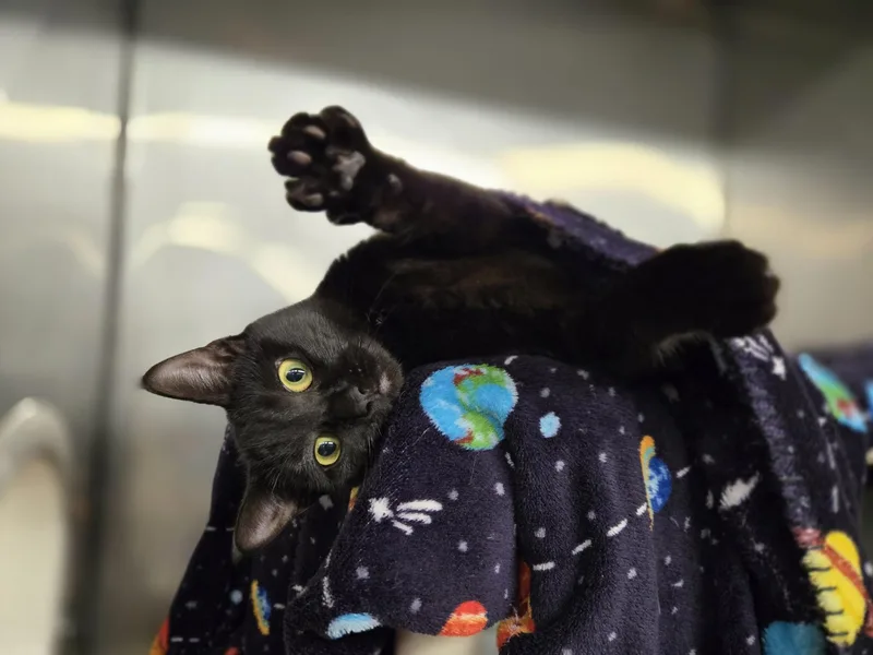 A young medium-sized female Domestic Short Hair cat named Tokyo & Lisboa for adoption in Boston, MA