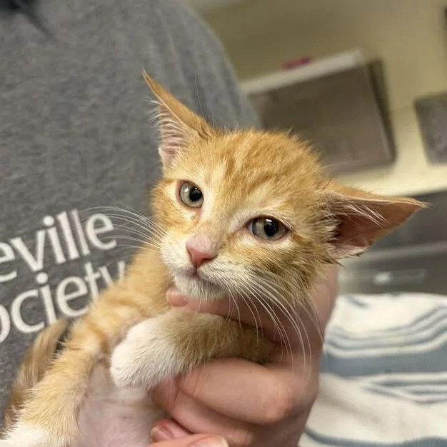 A baby small-sized male Orange / Red Domestic Short Hair cat named Green Day for adoption in Asheville, NC