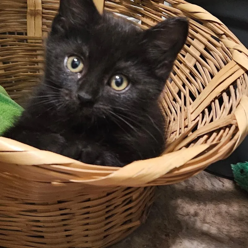 A baby small-sized female Black Domestic Short Hair cat named Oyle for adoption in Springfield, IL