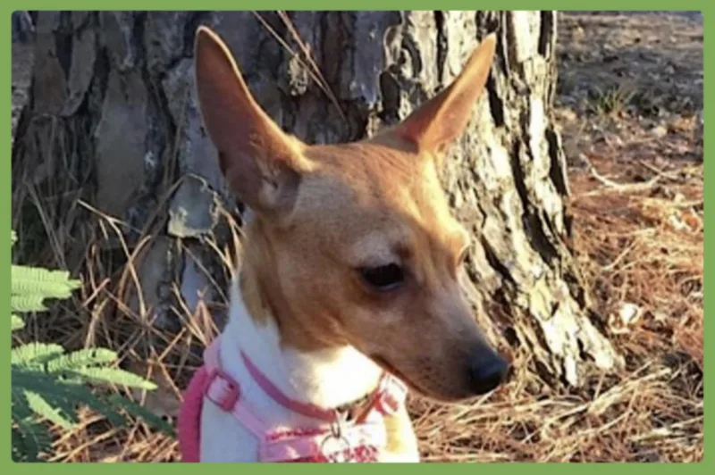 An adult small-sized female Golden Toy Fox Terrier dog named Little Debbie for adoption in Amherst, MA