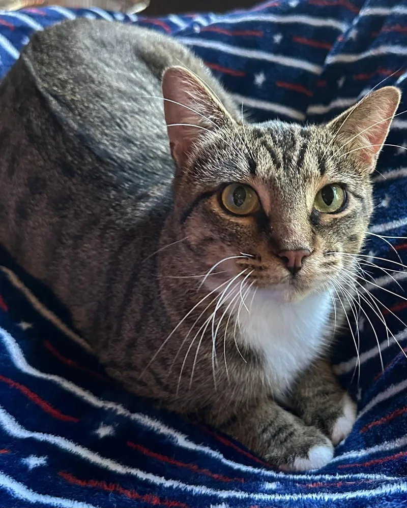 A young medium-sized female Tabby (Brown / Chocolate) Domestic Short Hair cat named Fashion for adoption in Flint, TX