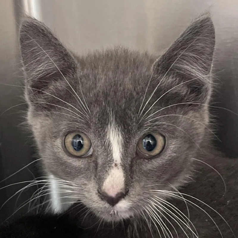 A baby small-sized male Gray / Blue / Silver Domestic Short Hair cat named Scout for adoption in Gloucester, VA