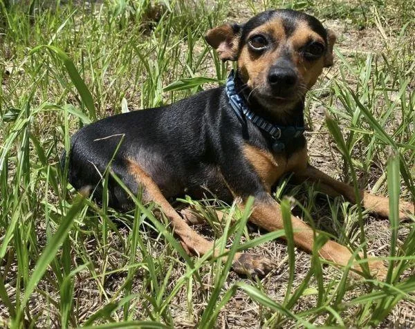 Princesa thumbnail 3