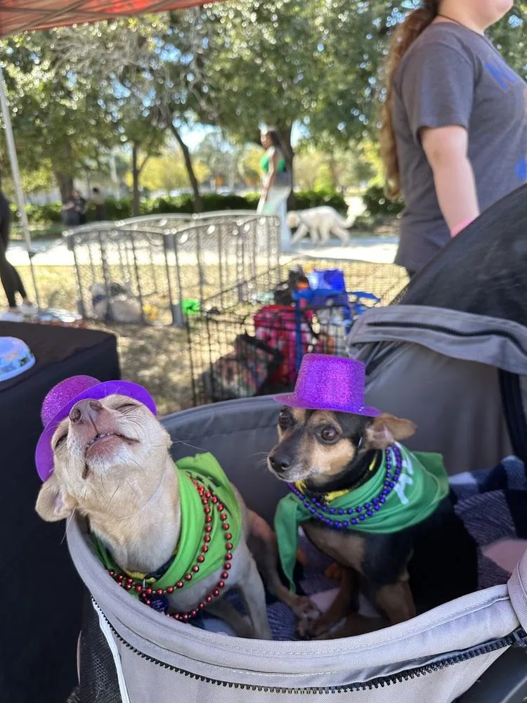 Princesa thumbnail 4