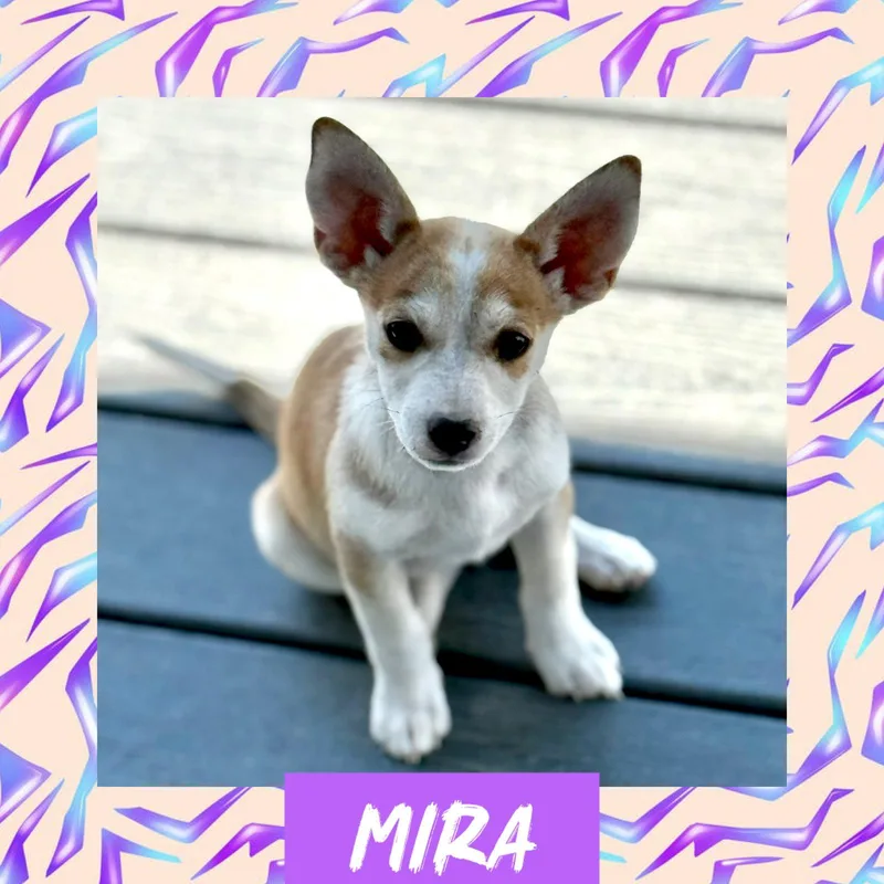 A young medium-sized female Rat Terrier dog named Mira for adoption in Littleton, CO
