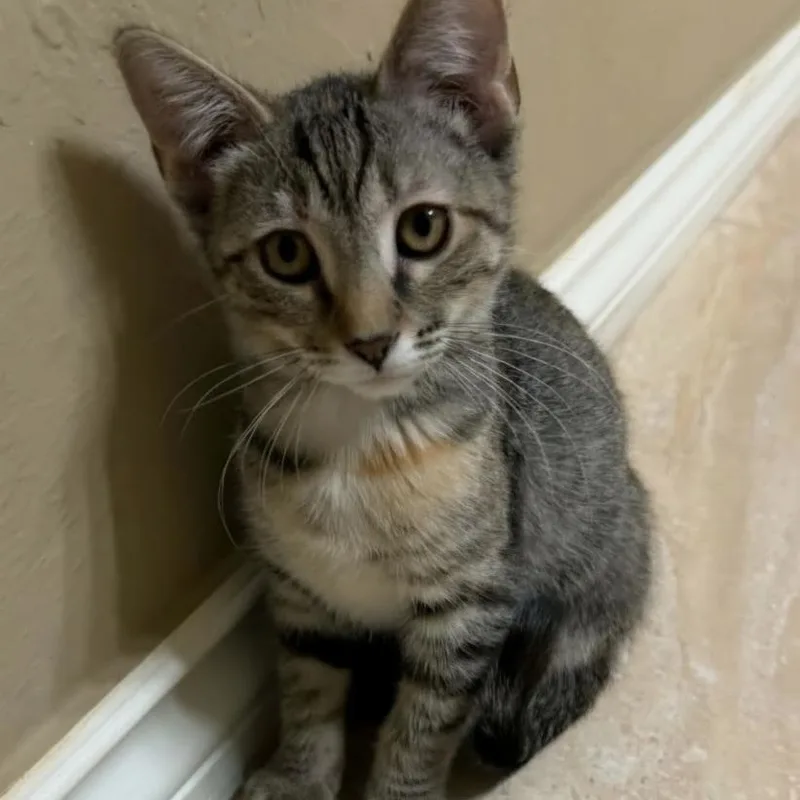 A baby medium-sized female Tabby (Brown / Chocolate) Domestic Short Hair cat named Bamboo for adoption in Warr Acres, OK