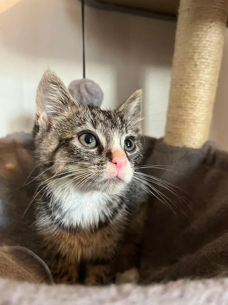 A baby medium-sized male Domestic Short Hair cat named Mars for adoption in Alexander, NY