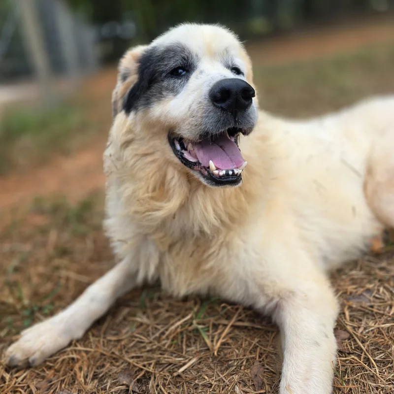 An adult large-sized male Great Pyrenees dog named Pirate Glynn for adoption in Atlanta, GA