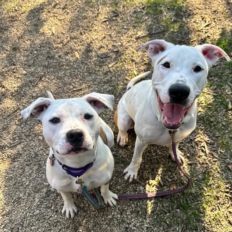 An adult medium-sized male White / Cream Mixed Breed dog named The Sorting Hat for adoption in Wheeling, IL