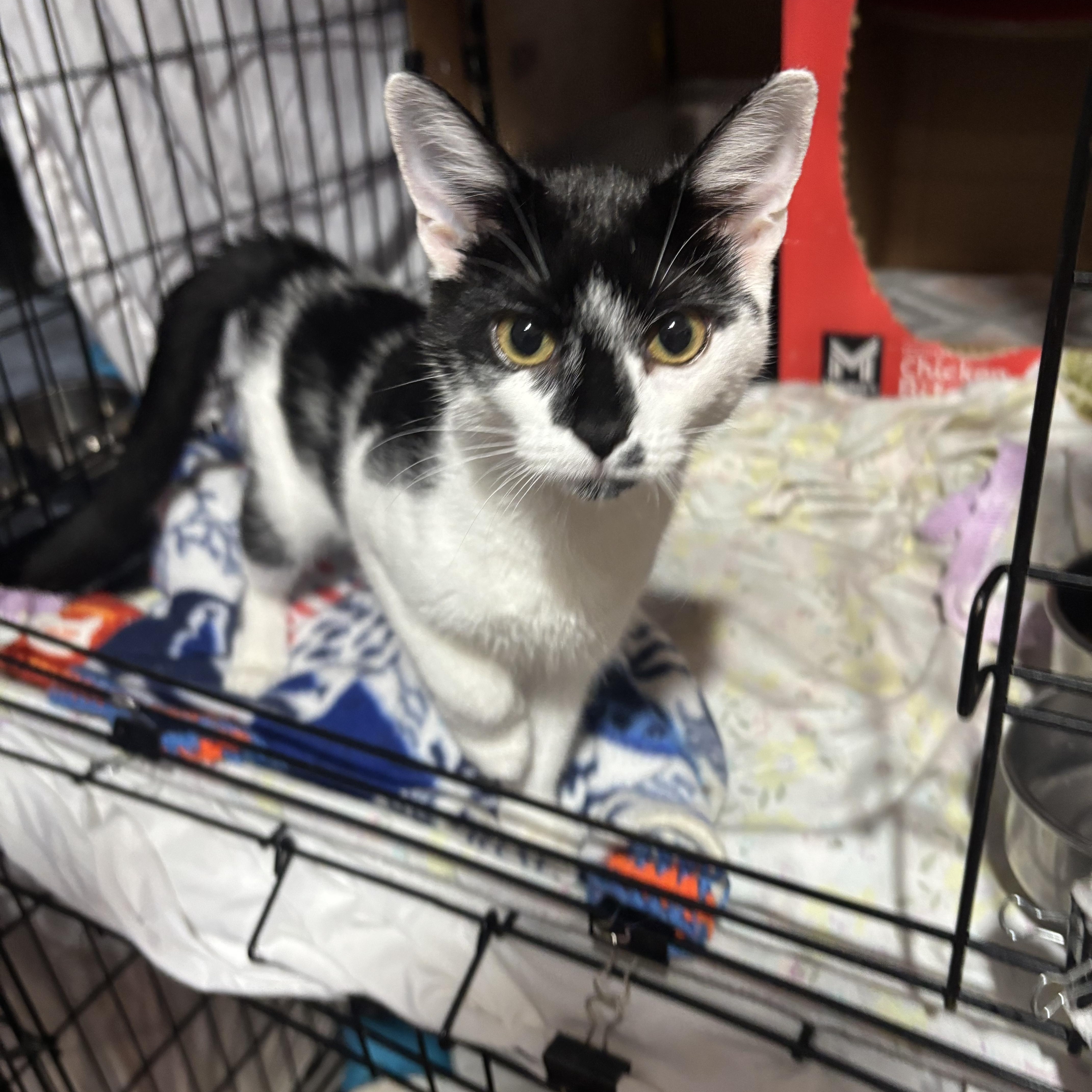 A baby small-sized female Black & White / Tuxedo Domestic Short Hair cat named Minnie for adoption in Pittsburgh, PA