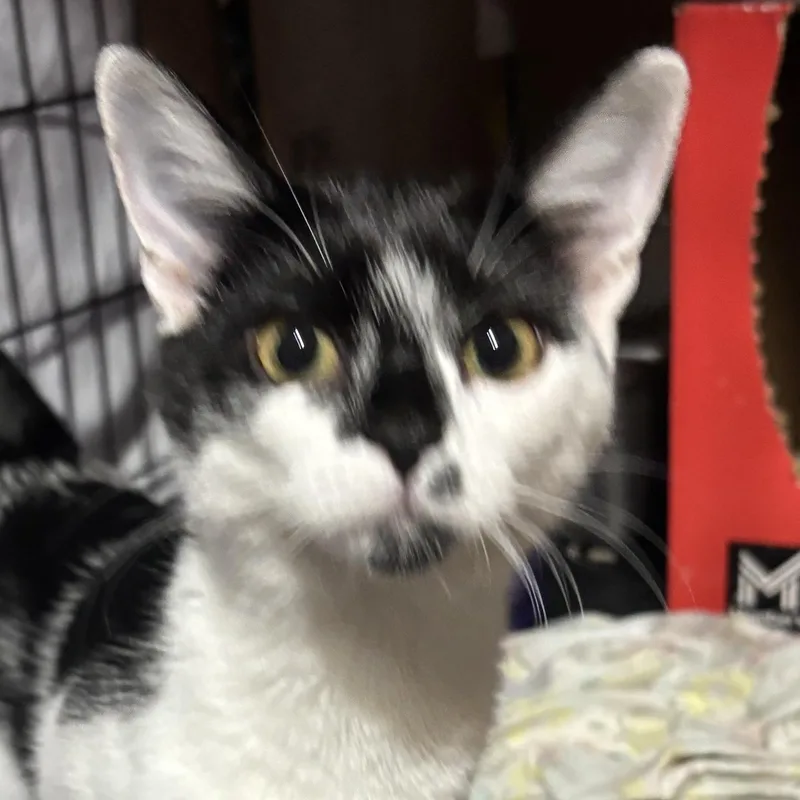 Minnie thumbnail 4