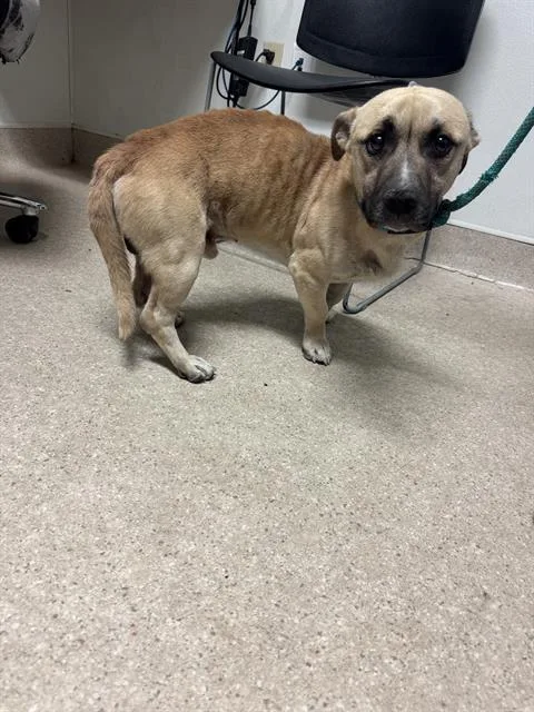 A young medium-sized male Yellow / Tan / Blond / Fawn Pit Bull Terrier dog named Itachi for adoption in Thousand Oaks, CA