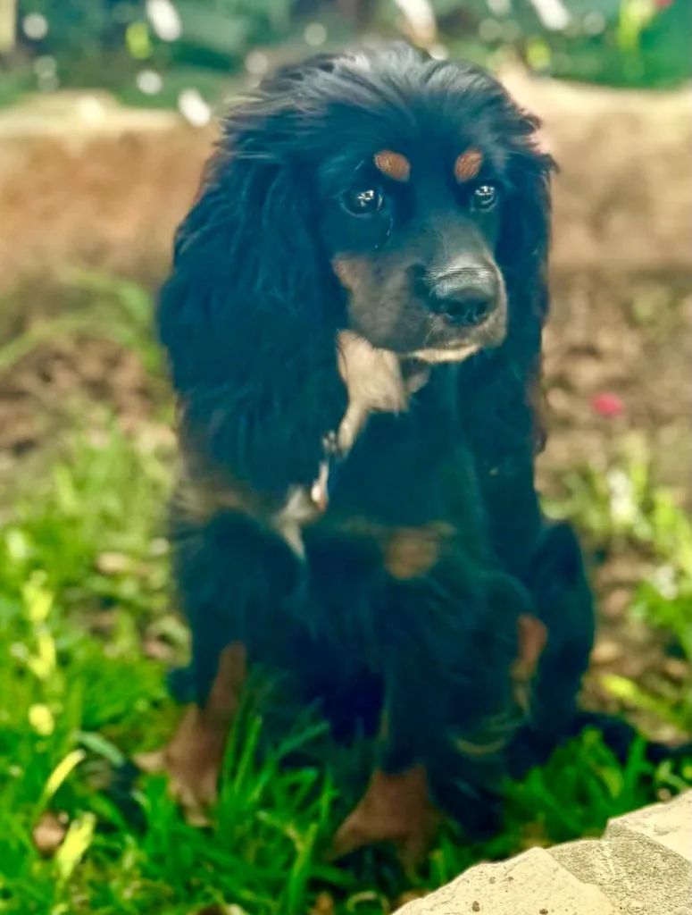 A young small-sized female Cocker Spaniel dog named Valorie for adoption in Austin, TX