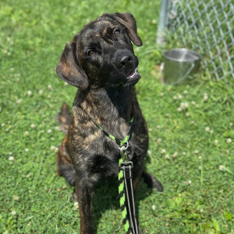 An adult medium-sized female Retriever dog named Mercy for adoption in Philadelphia, PA
