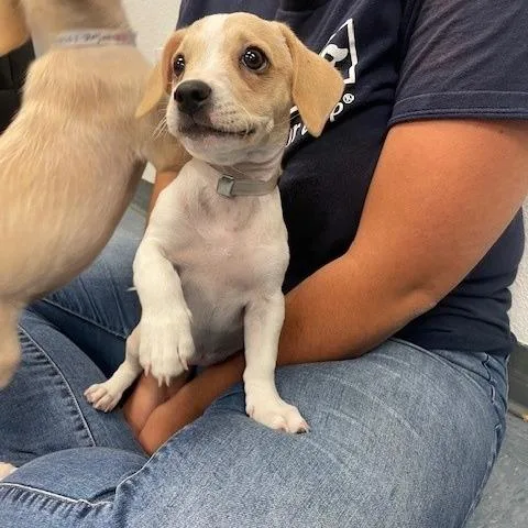 A baby small-sized female Yellow / Tan / Blond / Fawn Chihuahua dog named La Brea for adoption in Hawthorne, CA