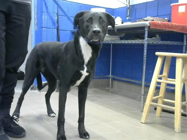 A young small-sized female Labrador Retriever dog named Boba for adoption in Albuquerque, NM