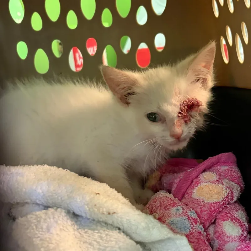 A baby small-sized male Domestic Short Hair cat named Jake for adoption in Red House, WV