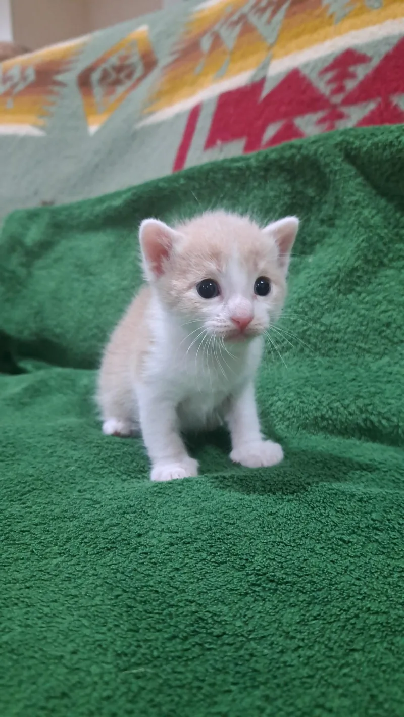 A baby small-sized male Domestic Short Hair cat named Rory for adoption in Dixon, CA
