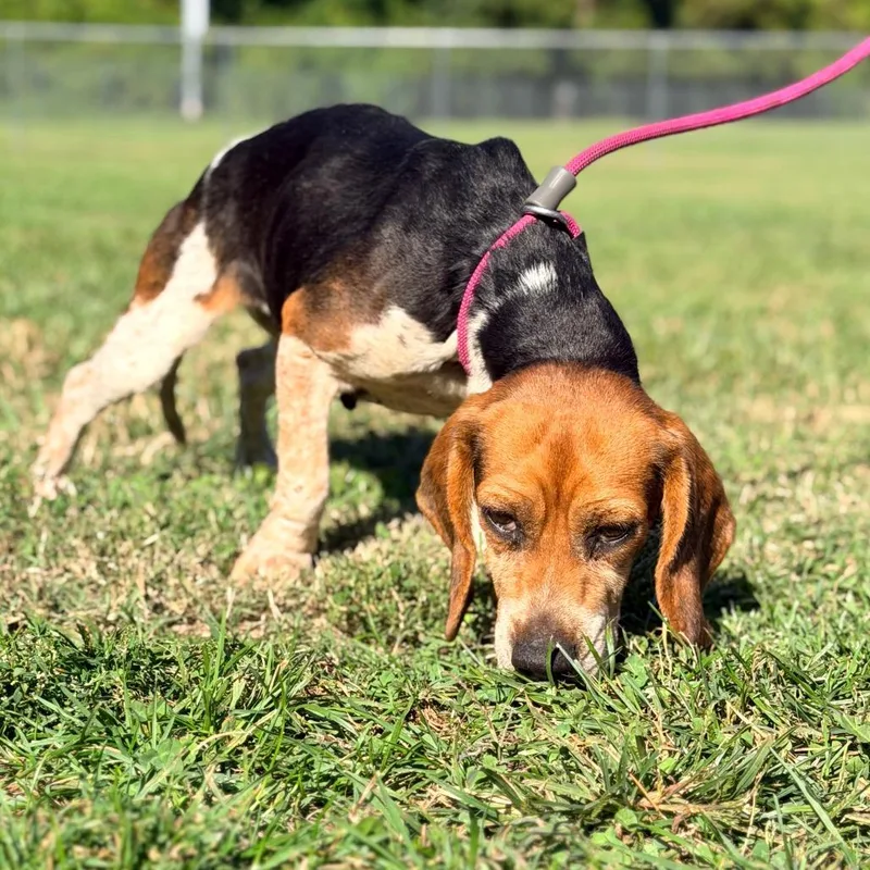 An adult small-sized female Black Mixed Breed dog named Mallory Stray Hold for adoption in Huntington, WV