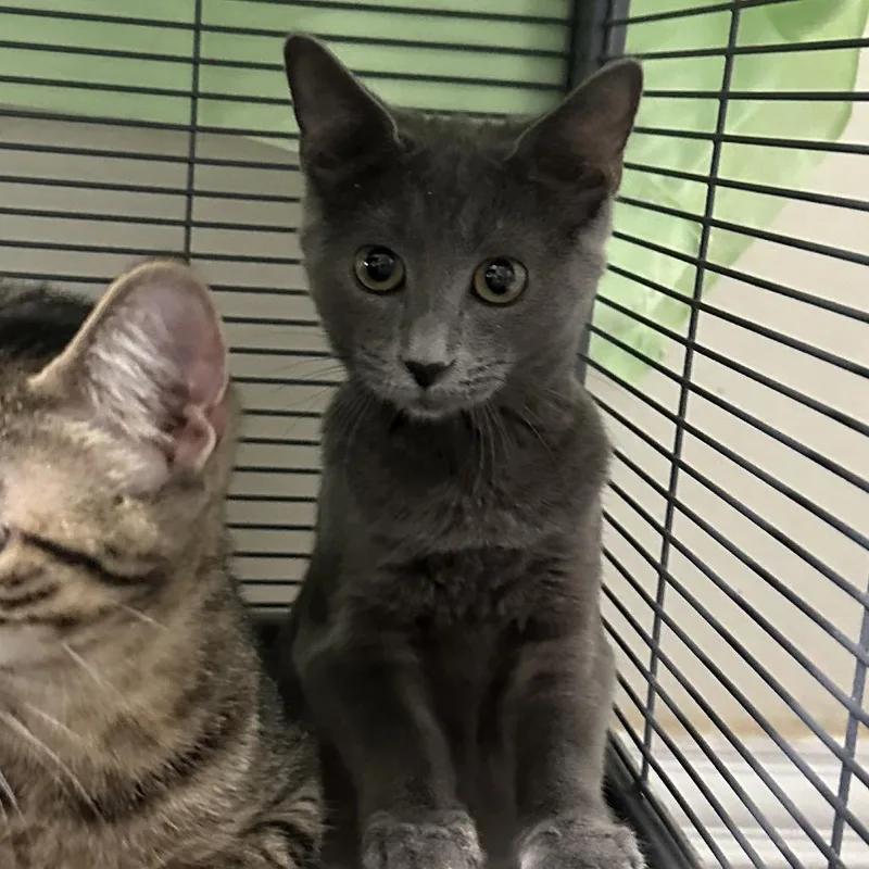 A young medium-sized female Gray / Blue / Silver Domestic Short Hair cat named Rd for adoption in Mount Laurel, NJ