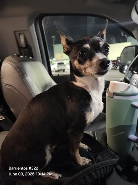 An adult small-sized female Chihuahua dog named Ameila for adoption in San Antonio, TX