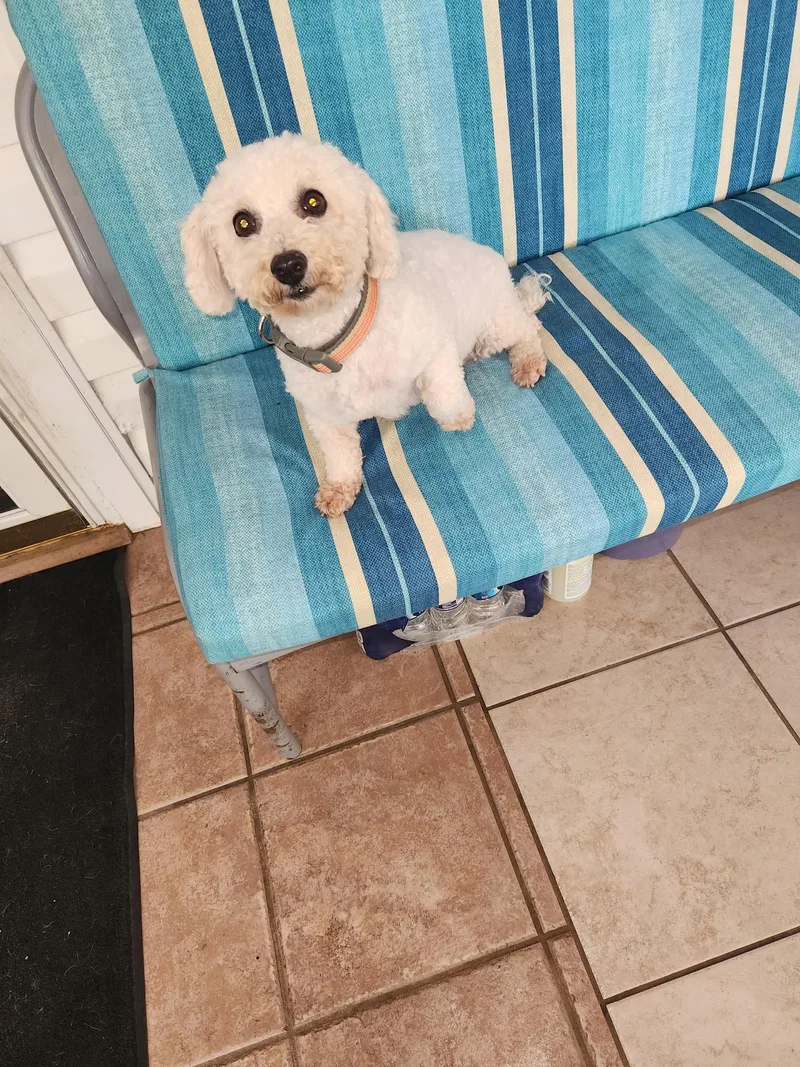 Dolly: Sweet Bichon thumbnail 3