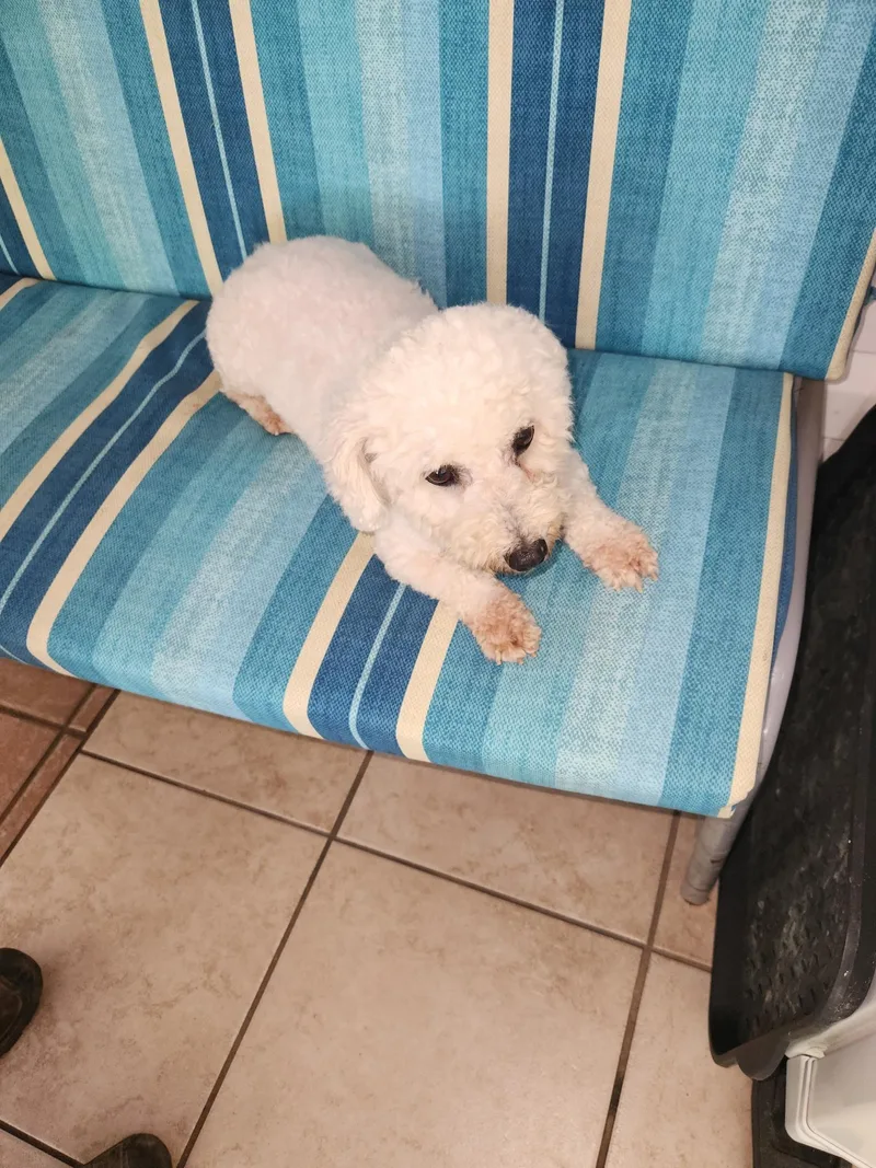 Dolly: Sweet Bichon thumbnail 4