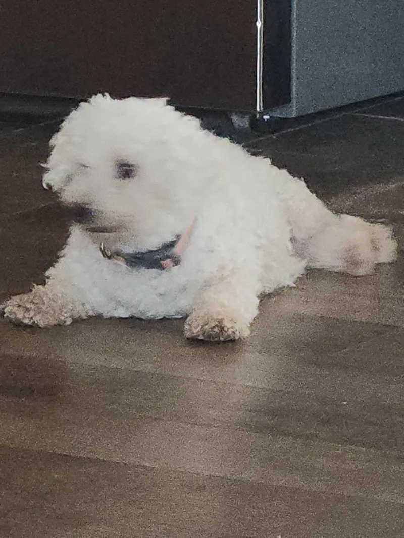 An adult small-sized female Bichon Frise dog named Dolly: Sweet Bichon for adoption in Franklin, TN