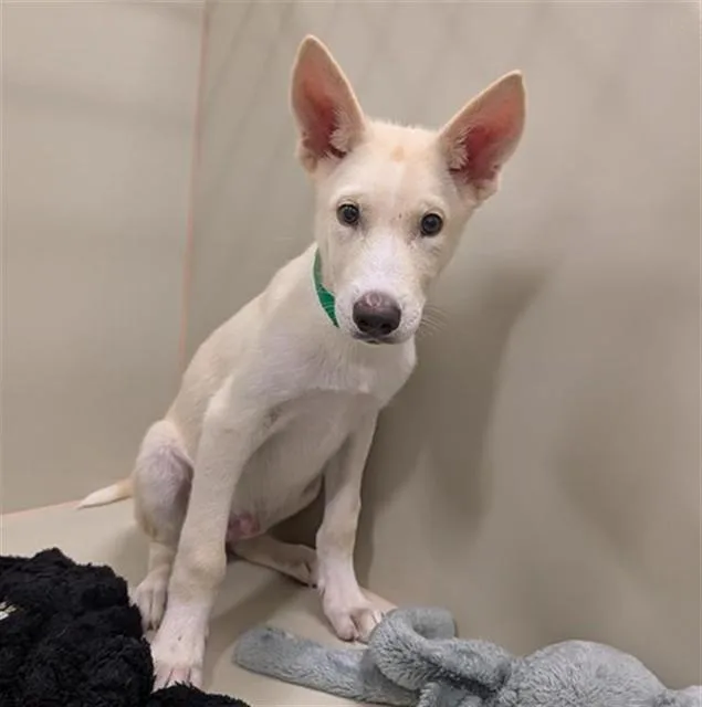 A baby large-sized male Siberian Husky dog named Frost for adoption in Mesa, AZ
