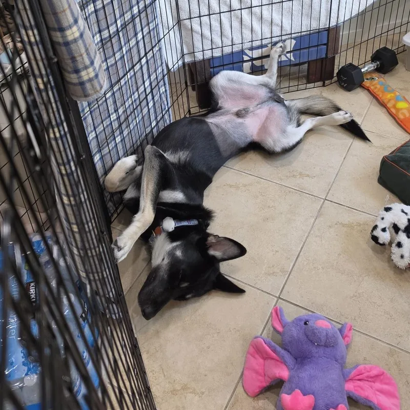 A young large-sized male Black Mixed Breed dog named Carl for adoption in Houston, TX