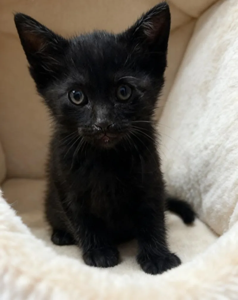 A baby small-sized male Domestic Short Hair cat named Pickles for adoption in Cottonwood, AZ