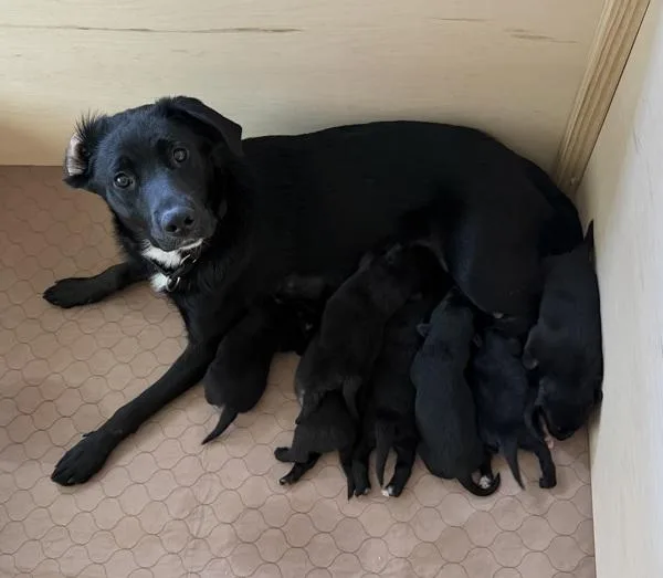 A baby medium-sized female Labrador Retriever dog named Fern for adoption in Stratham, NH