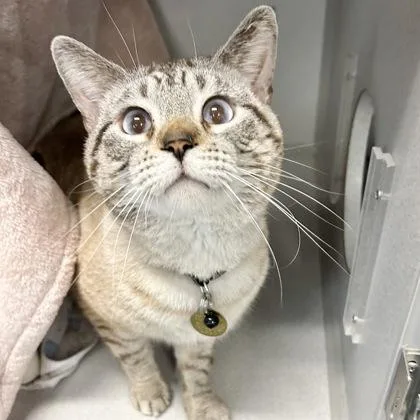 An adult medium-sized male Cream Point Domestic Short Hair cat named Gojo for adoption in Lansing, MI