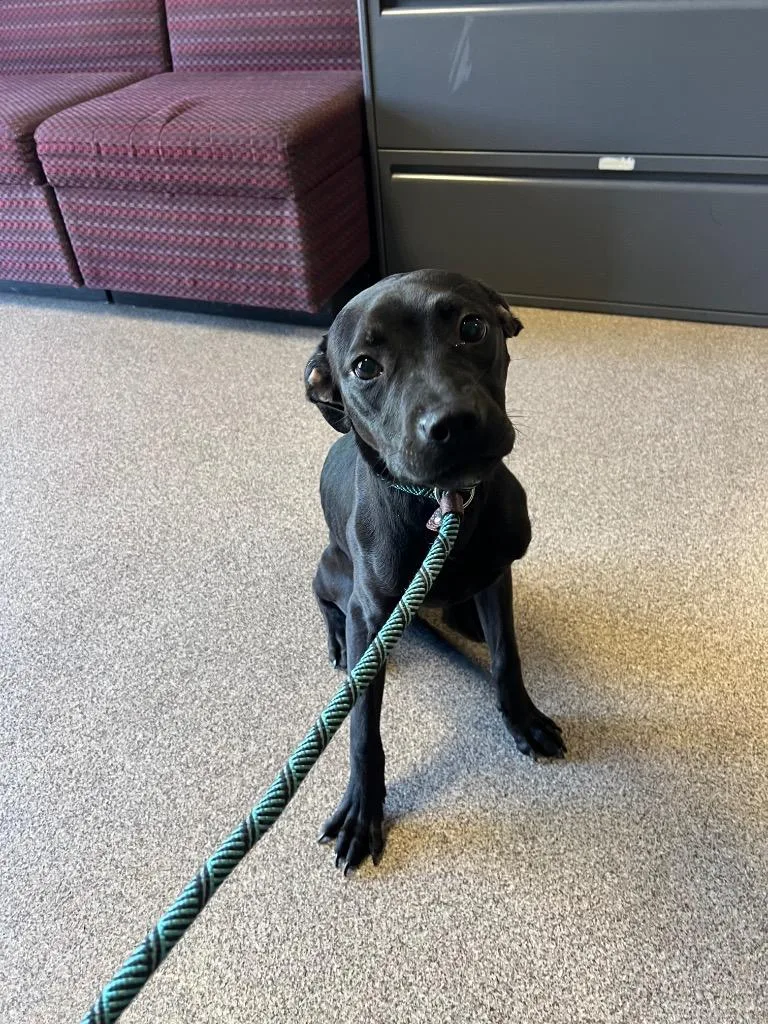 A young medium-sized male Pit Bull Terrier dog named Smoke for adoption in Troy, OH