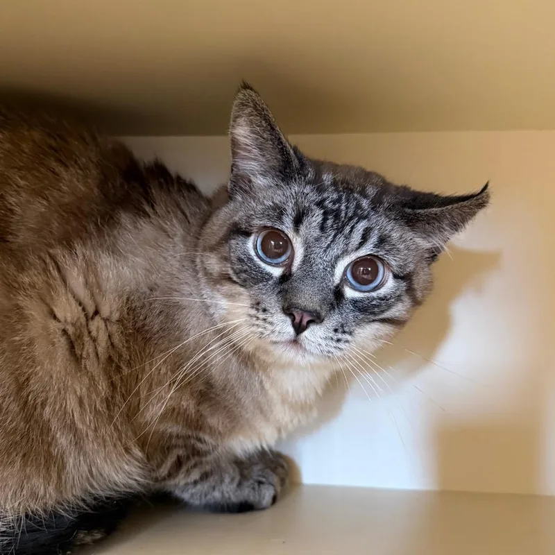 An adult small-sized male Gray / Blue / Silver Domestic Medium Hair cat named Mr. Bubbles for adoption in Cody, WY