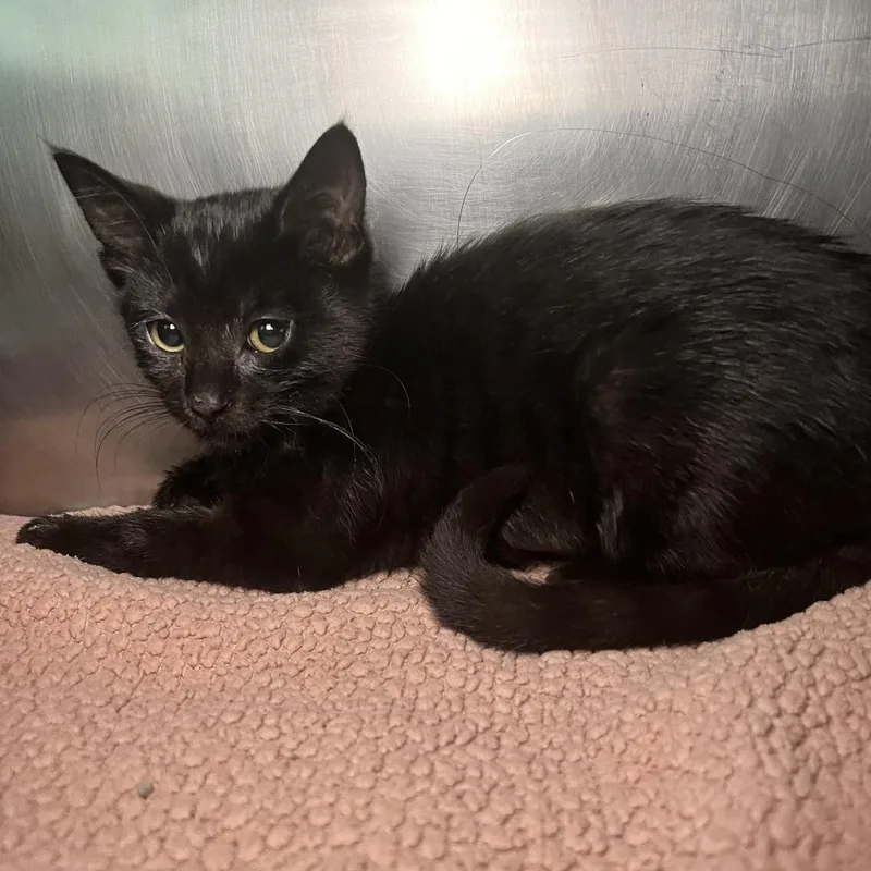A baby small-sized female Black Domestic Short Hair cat named Low Tom for adoption in Matteson, IL