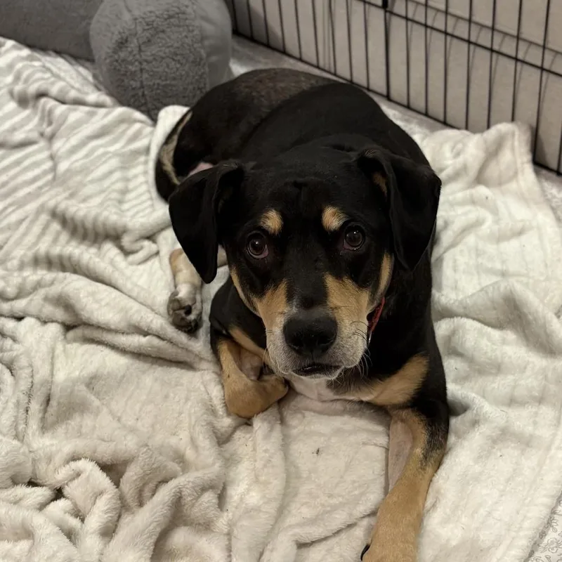 Harley Memphis thumbnail 2