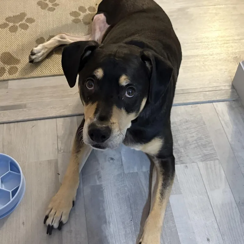 Harley Memphis thumbnail 4