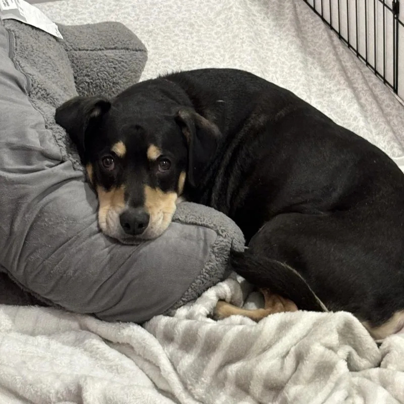 Harley Memphis thumbnail 5